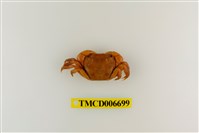 藏品(絨毛近方蟹)的圖片